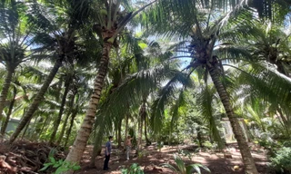 Lãnh đạo Trà Vinh chỉ đạo khẩn khống chế sâu gây hại cây chủ lực