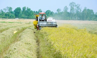 Chuyên gia WB nói về 'lời nguyền' lúa gạo Việt chưa thể vượt qua 