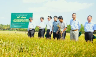 Chuỗi giá trị nông sản Đồng bằng sông Cửu Long còn lỏng lẻo