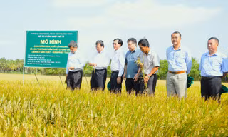 Chuỗi giá trị nông sản Đồng bằng sông Cửu Long còn lỏng lẻo