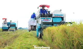 Bất ngờ Đề án 1 triệu ha lúa chất lượng cao, phát thải thấp 