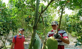 Giá mít ở ĐBSCL siêu rẻ chỉ còn 4.000đ/kg nhưng nông dân vẫn ‘ngóng’ thương lái