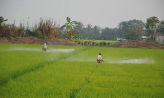 Vì sao thuốc bảo vệ thực vật sinh học chưa được tin dùng?