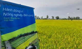 Nhận tiền tỷ khi trồng lúa bền vững, giảm phát thải