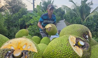 Nhiều loại trái cây rớt giá 'không lối thoát'