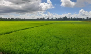 Chưa từng có: Lúa mới được 1 tháng tuổi 'cò' đã đặt cọc