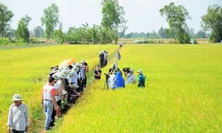 Đề xuất 800 tỷ đồng đầu tư hạ tầng Đề án 1 triệu ha lúa