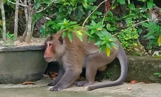 Bắt được khỉ hoang tấn công nhiều người ở Vĩnh Long sau 4 giờ truy đuổi