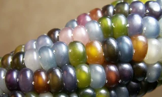 Giống ngô đa dạng màu sắc y hệt đá quý