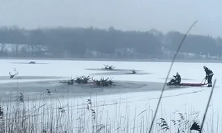 Hươu chết đuối tập thể dưới hồ đóng băng