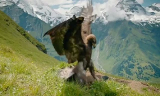 Gia đình sóc đất thoát vuốt đại bàng trong gang tấc