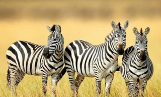 Tại sao thân ngựa vằn lại có sọc vằn đen trắng ? 