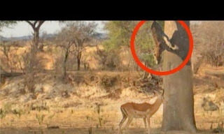 Tham ăn mất cảnh giác, linh dương thành bữa tiệc cho báo hoa mai