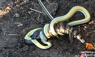 Thằn lằn chết thảm sau cuộc chiến giành sự sống với rắn