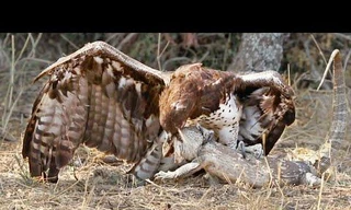 Cơ hội nào cho thằn lằn khi cố thoát khỏi móng vuốt của đại bàng?