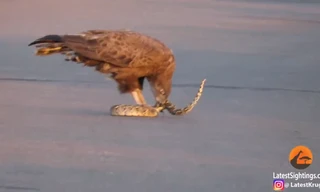 Rùng mình cảnh đại bàng xé xác rắn trong nháy mắt