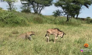 Linh dương đầu bò con cô độc, nhận cái kết thảm trước báo hoa mai