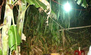 Nghi án con tâm thần đánh chết cha