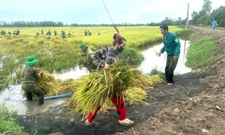 Kiên Giang: Giông lốc làm sập, tốc mái 38 căn nhà, thiệt hại gần 1.450ha lúa