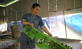 Khởi nghiệp từ 1 kg dế giống, nông dân miền Tây thu trăm triệu mỗi năm