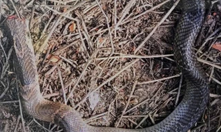 Rắn hổ mang hơn 2kg bò vào nhà, cắn chân bé trai ở Sóc Trăng