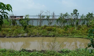 Nhiều nhà tôn, cây ăn trái 'mọc' trong đất quy hoạch cao tốc ở Cần Thơ