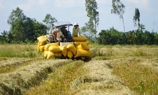 Phó Thủ tướng: Một triệu héc-ta lúa phải 'hết lòng - tuân thủ - linh hoạt - hợp tác - kiểm soát'