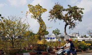 Chiêm ngưỡng cây mai hình chữ S giá tiền tỷ ở miền Tây