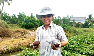 Tổng cục Hải quan Trung Quốc chấp thuận 27 hồ sơ về khoai lang Vĩnh Long