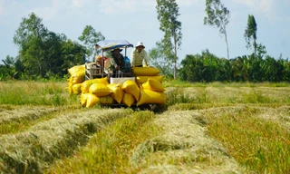 Lý do 'ông trùm' lúa gạo nợ nông dân An Giang 200 tỷ đồng