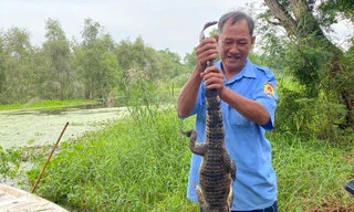 Vụ 8 con cá sấu sổng chuồng ở Kiên Giang: Kiến nghị thanh lý cả đàn, mở cửa công viên trở lại