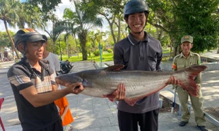 Độc đáo kéo lưới bắt nhiều cá 'khủng' ở Giếng nước Mỹ Tho