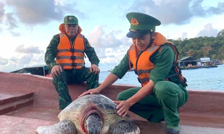  Kiên Giang: Thả 4 cá thể rùa 'khủng' nằm trong sách đỏ về biển