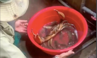 Mức giá không ngờ của con cua biển 'khổng lồ' 1,7kg ở Sóc Trăng