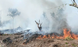 Làm rõ việc 2 người phát rẫy hút thuốc gây cháy rừng ở Phú Quốc