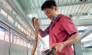 Cho rắn 'ở nhà lầu', anh nông dân ở miền Tây thu trăm triệu mỗi năm