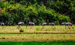 Đàn sếu đầu đỏ 23 con về lại Khu bảo tồn Phú Mỹ