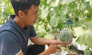 Khởi nghiệp trồng dưa lưới cho thu nhập trăm triệu