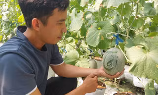 Khởi nghiệp trồng dưa lưới cho thu nhập trăm triệu