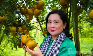 Mê mẩn vườn quýt hồng trĩu quả của lão nông Cần Thơ