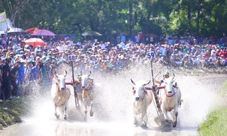 Gay cấn màn tranh tài đua bò Thất Sơn ở An Giang