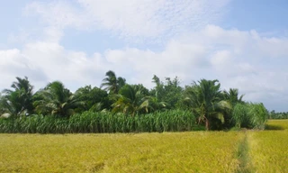 Người đàn ông tử vong trong vườn với vết thương trên trán