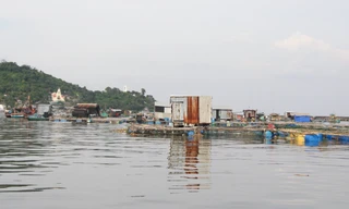 Vì sao cá nuôi lồng bè ở Kiên Giang chết số lượng lớn?