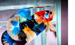 Bỏ vốn 5 triệu, chàng trai Cần Thơ thu nhập trăm triệu nhờ loài cá 'trang sức phương Đông'