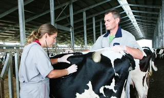 Ngắm và nghĩ về Hà Lan giữa lòng thành phố