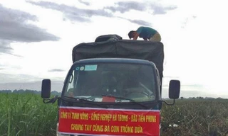 Thu mua dứa cho nông dân tại Nông trường Hà Trung để vận chuyển ra Hà Nội