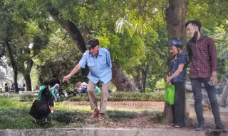 Du khách có thể lại rất gần, chạm vào thiên nga