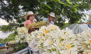 Tận thấy bông súng dài 3m ở đầu nguồn lũ