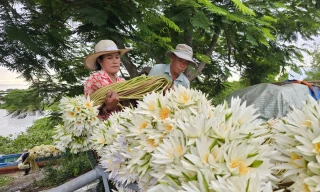 Tận thấy bông súng dài 3m ở đầu nguồn lũ