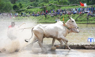 Cận cảnh màn tranh tài gay cấn ở hội đua bò An Giang